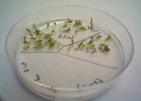 Shoots are collected from explants
